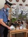 Nella serra artigianale faceva crescere le piante di marijuana 