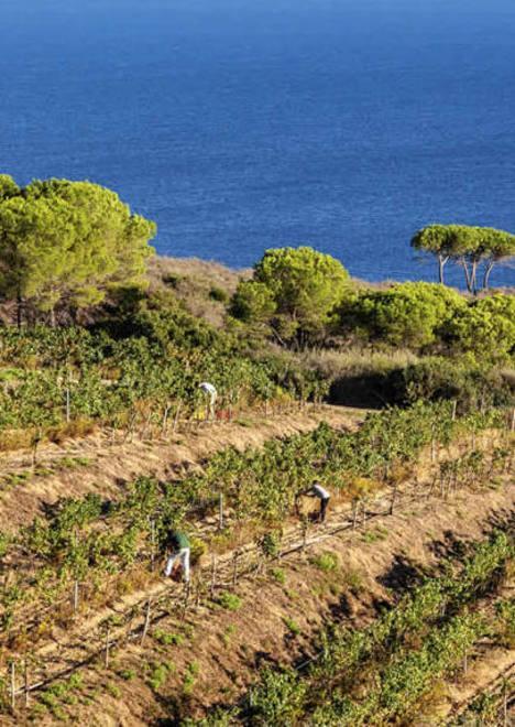 Record di vendite per i vini dell’Elba: in cantina restano solo 43mila bottiglie 