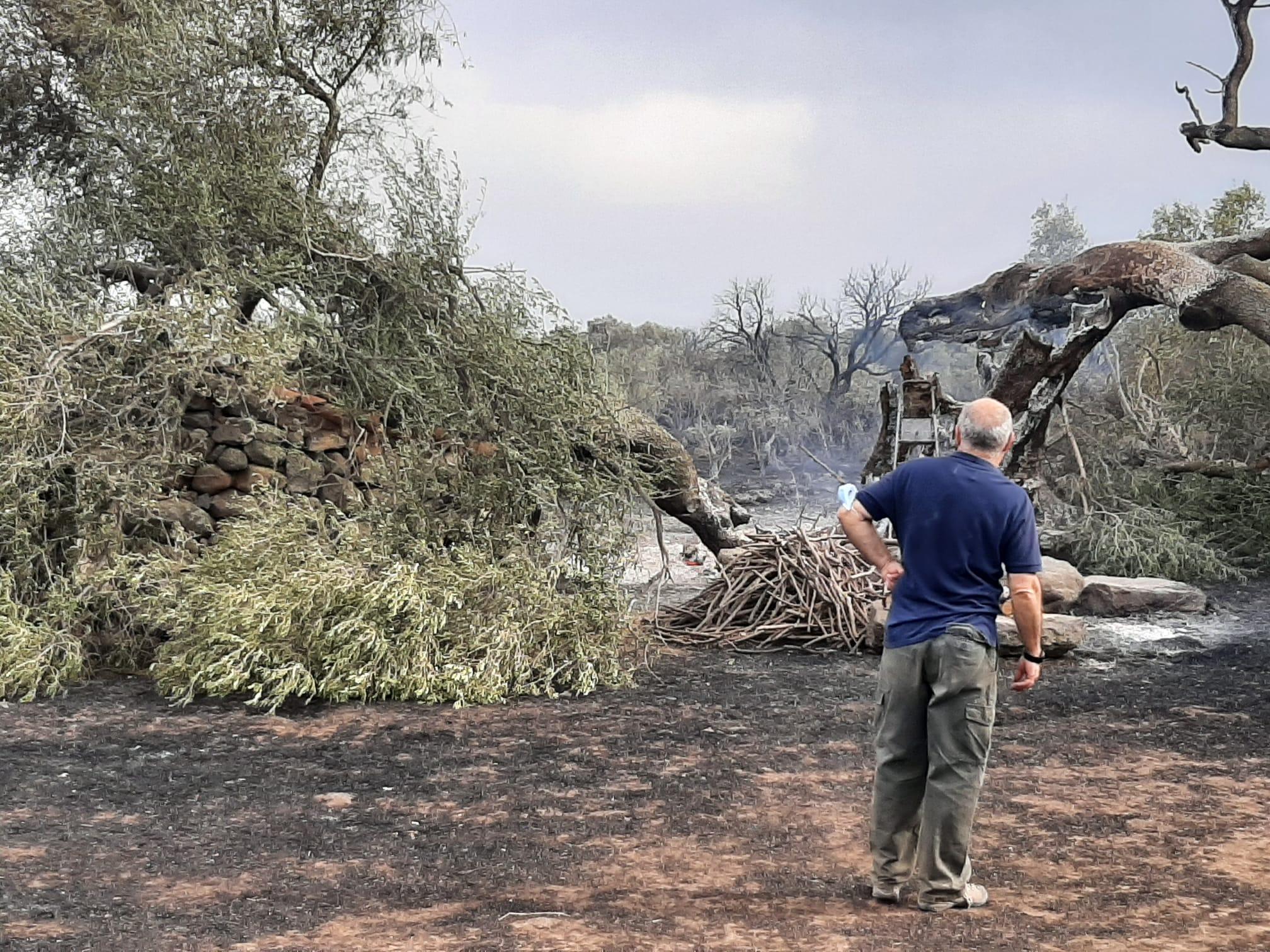 La desolante immagine di un ulivo millenario nella campagna di Cuglieri