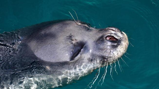 Grecia: rabbia per uccisione foca mascotte di Alonissos