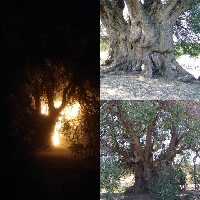 La foto postata su Twitter dalla Clinica dei due mari: il fuoco che divora l'olivastro millenario di Cuglieri