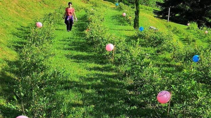 Frutti di bosco razziati, allarme dei produttori
