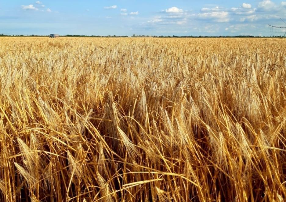 Cereali, campagna promossa Prodotto sano e prezzi in rialzo 