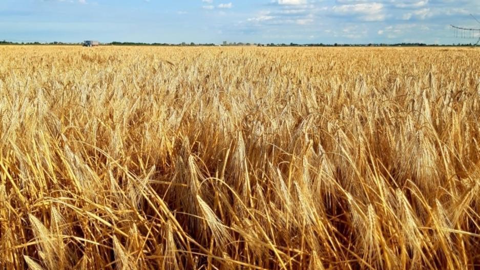 Cereali, campagna promossa Prodotto sano e prezzi in rialzo