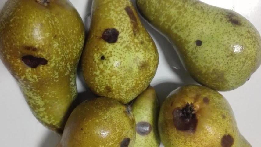 Pere, settore in crisi «Servono subito fondi straordinari»