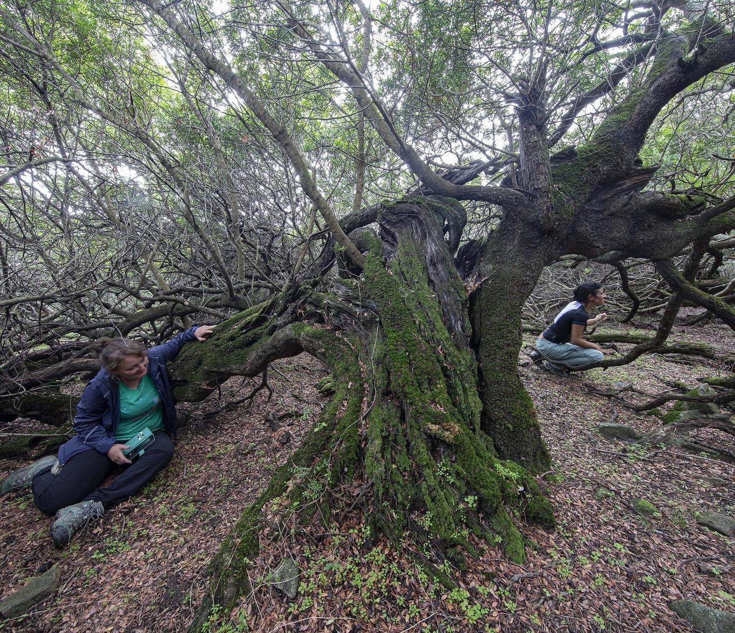 Nel regno verde dove il lentisco diventa un albero