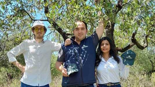 Adotta un olivo di Pistoia per avere l’olio: così si salvano le colline