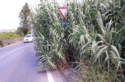 Canne pericolose sulla strada