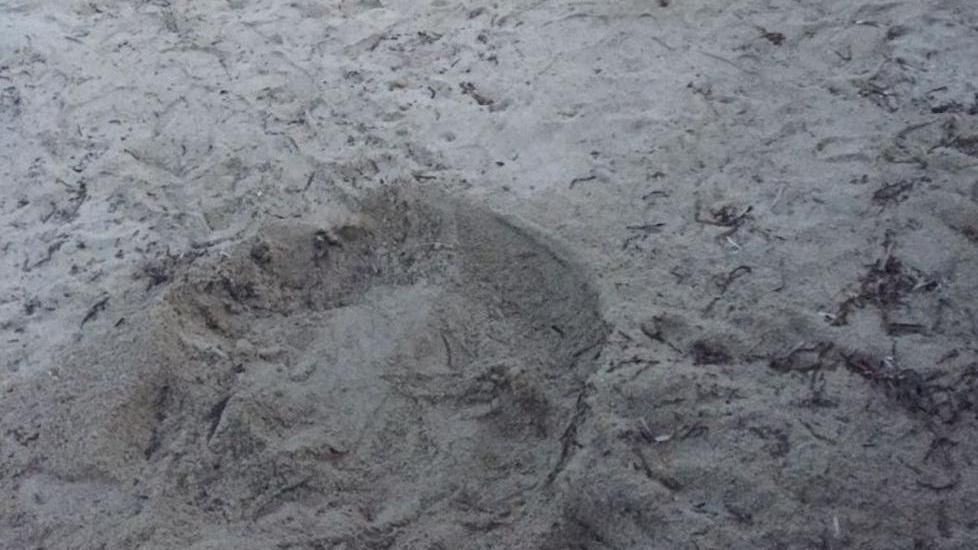 Mamma caretta caretta tenta di deporre le uova nella spiaggia di Marina
