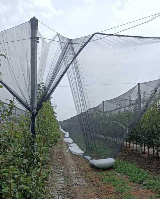 Maltempo e grandine: danni all’agricoltura 