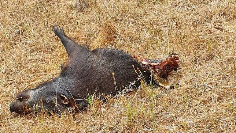 Cinghiale sbranato dai lupi vicino a una casa