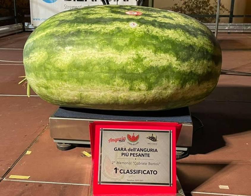 È di Natalino Scarlassara la regina delle angurie La festa dedicata a Bartoli 