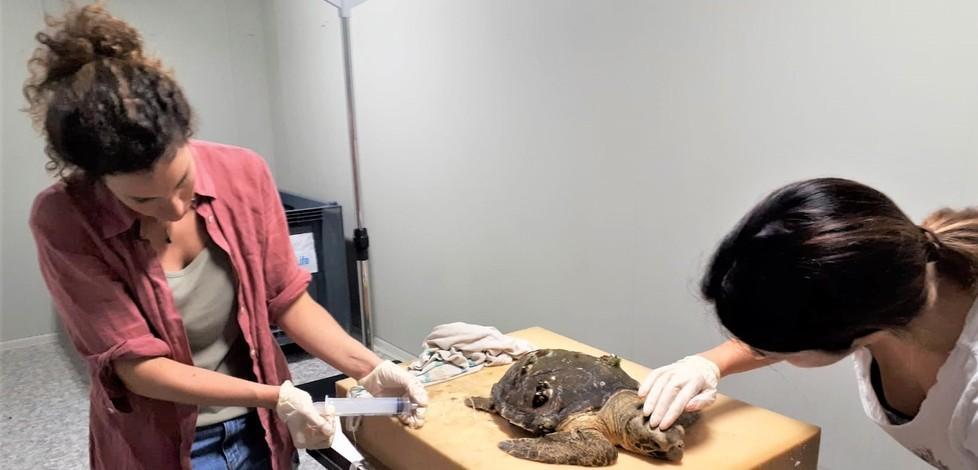 La tartaruga Lucia ferita e spiaggiata Salvata dai volontari 