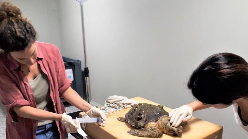 La tartaruga Lucia ferita e spiaggiata Salvata dai volontari