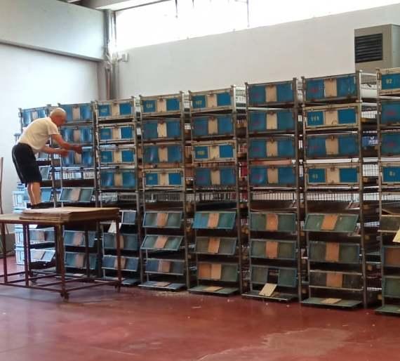 Quella passione tutta modenese per i colombi in gara nei cieli 