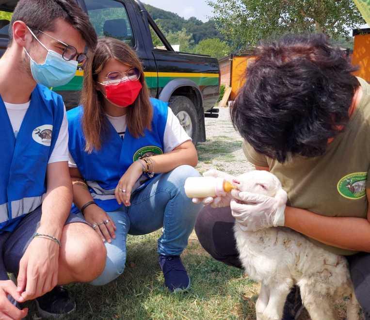 L’agnellina accudita dai volontari del Rifugio Matildico