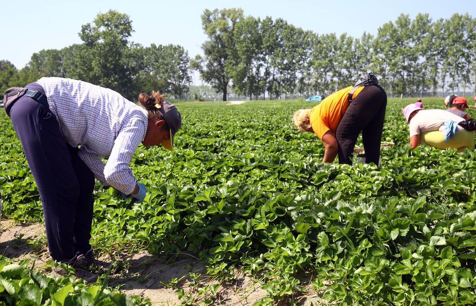 Ferrara: «Orari extra e troppo sole», le campagne “ribollono” 