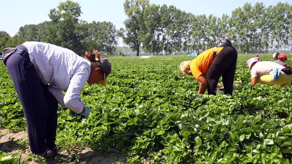 Ferrara: «Orari extra e troppo sole», le campagne “ribollono”