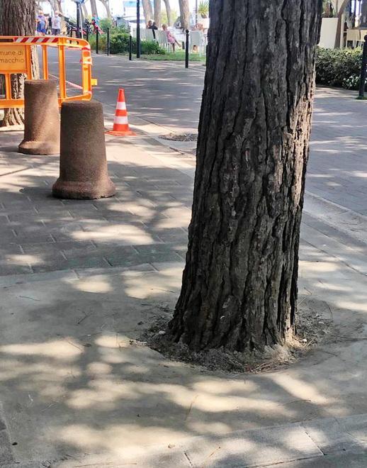 «Destinati a morire»: alberi cementati sul viale principale a Lido Nazioni 