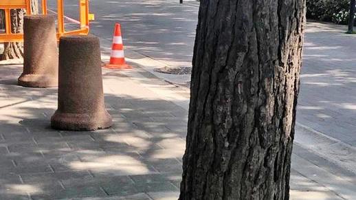 «Destinati a morire»: alberi cementati sul viale principale a Lido Nazioni