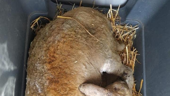 La povera pecora morta per le ustioni, la foto è stata pubblicata sul profilo Facebook della Clinica Veterinaria Duemari