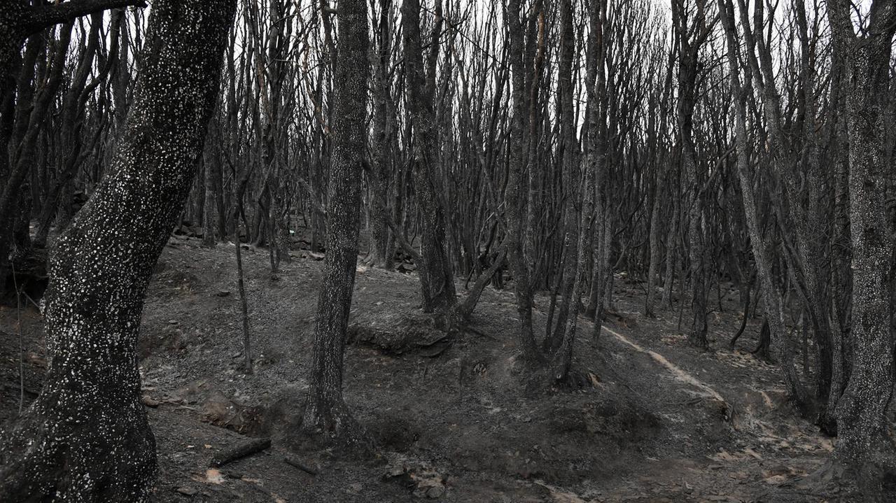 Un bosco nella zona di Cuglieri (foto Massimo Locci)