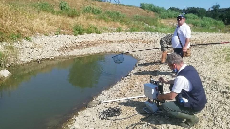 Pesa in secca, al via interventi per salvare i pesci nelle pozze