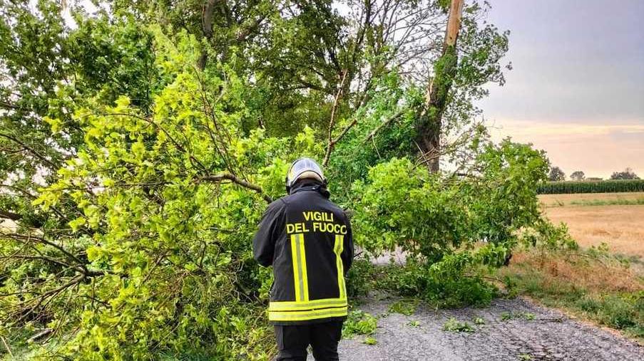 Albero in via di Spagna abbattuto dal vento finisce sulla carreggiata
