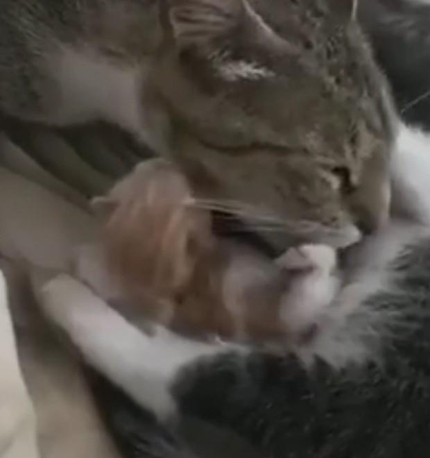 Fa una telefonata e trova un gattino vicino al cassonetto 