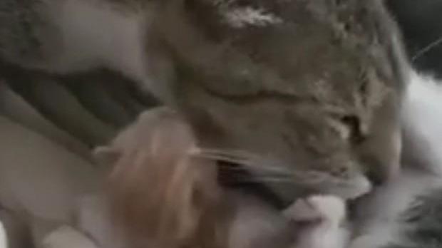 Fa una telefonata e trova un gattino vicino al cassonetto