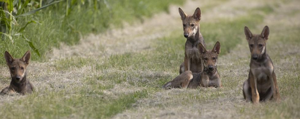 Un’altra cucciolata di lupetti fa capolino nelle Valli 