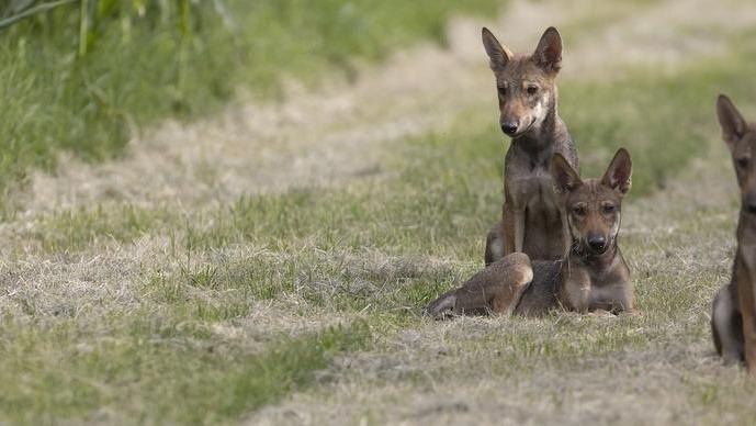 Un’altra cucciolata di lupetti fa capolino nelle Valli