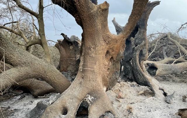 Dopo il rogo: l’olivastro millenario di Cuglieri è vivo, ma ora va aiutato 