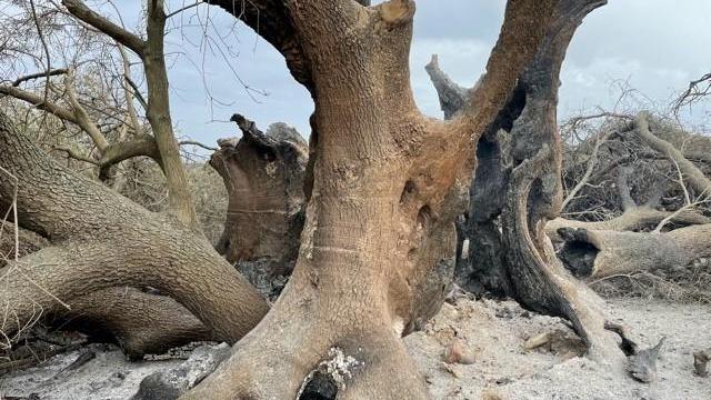 Dopo il rogo: l’olivastro millenario di Cuglieri è vivo, ma ora va aiutato