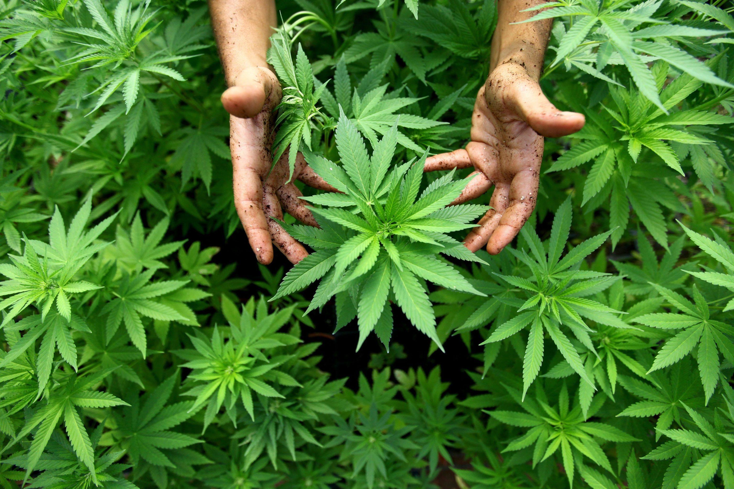 Nelle campagne di Telti sequestro record di marijuana: 850 chili  