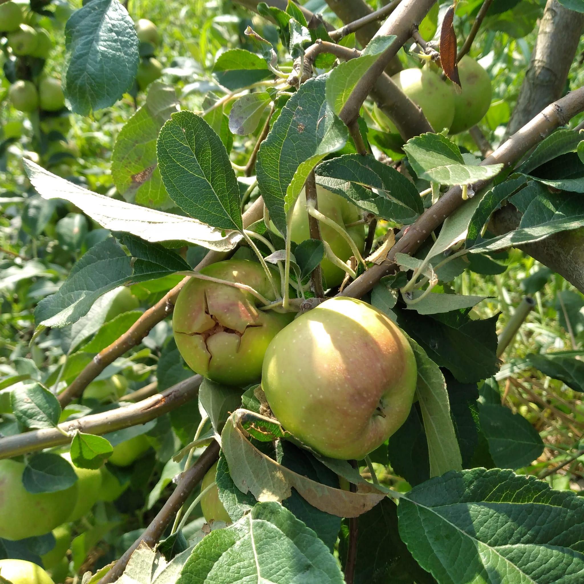 «Grandinata, abbiamo perso il 70% della nostra produzione» 