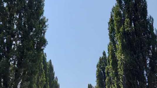 Il sindaco: «I tagli dei pioppi necessari per la sicurezza»