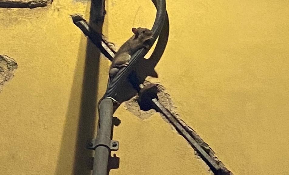 Un topo scalatore in centro