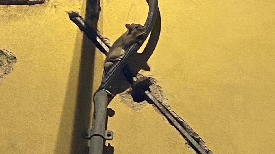 Un topo scalatore in centro