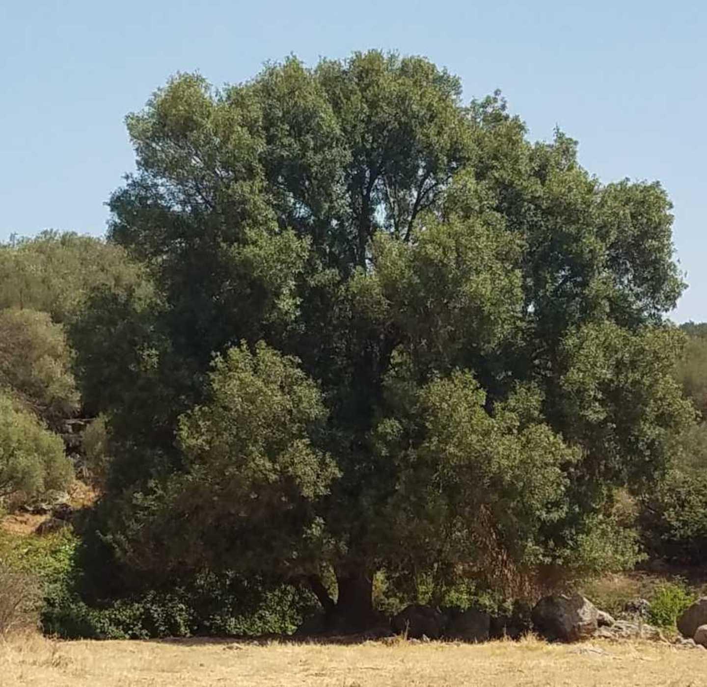 «I roghi si fermano ripopolando le campagne» 