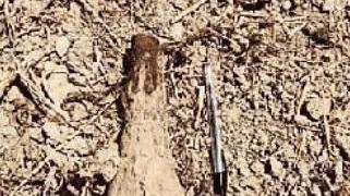 Spunta un ordigno inesploso nei campi di lavanda a Santa Luce: avvisati gli artificieri