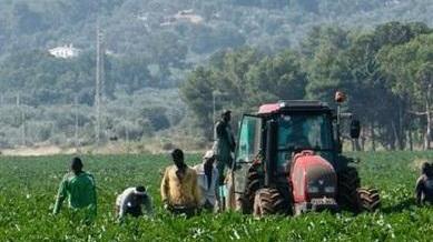 Operai agricoli al lavoro nei campi (foto d'archivio Agf/M. Toniolo)