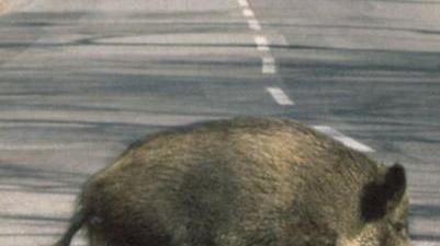 Romito, cinghiali in difficoltà per il cibo, occhio al rischio di incidenti