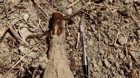 Proiettile inesploso nei campi di lavanda Avvisati gli artificieri
