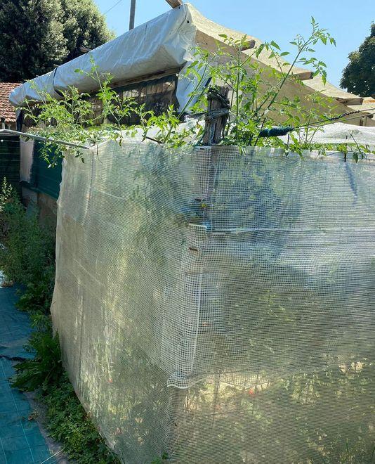 Pensionato incensurato coltiva marijuana nell’orto 