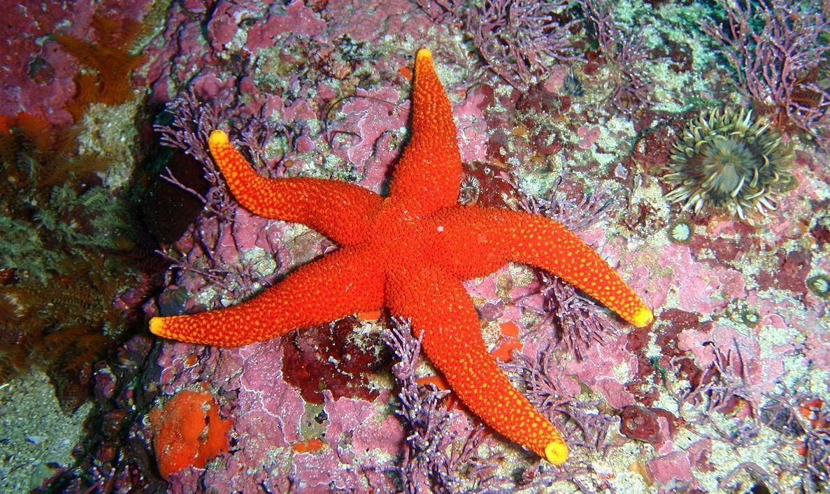 La Maddalena, a Caprera scoperti turisti ladri di stelle marine 