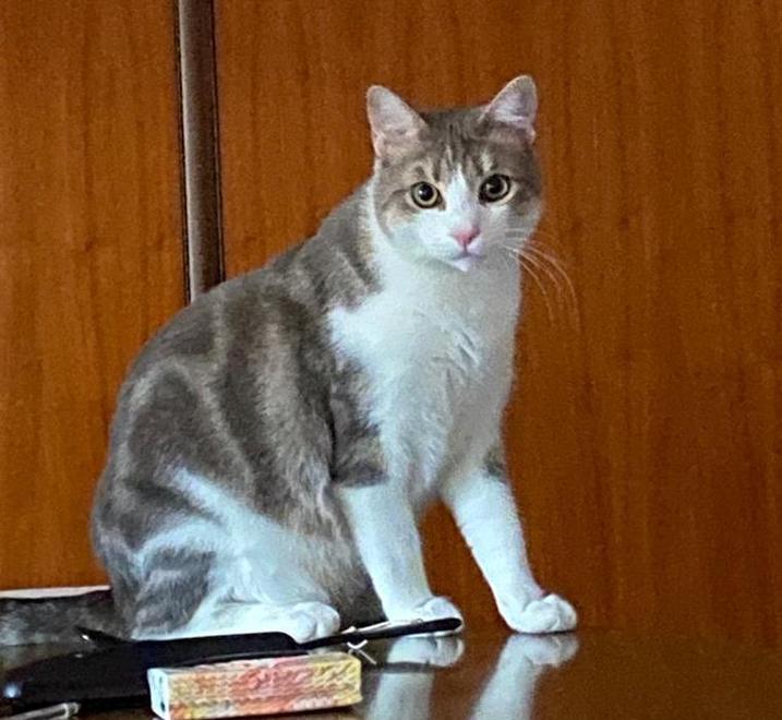 Un paese alla ricerca del gatto Merlino fuggito da casa di nonna Anna 