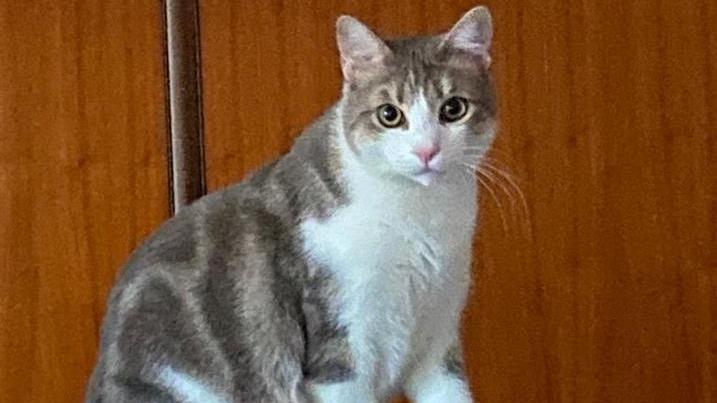 Un paese alla ricerca del gatto Merlino fuggito da casa di nonna Anna