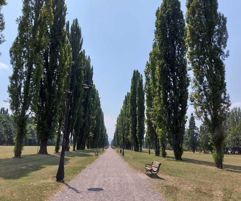 Polemica sugli alberi da abbattere al Ducale: «Non c’è il permesso» 