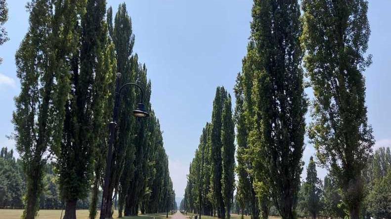 Polemica sugli alberi da abbattere al Ducale: «Non c’è il permesso»